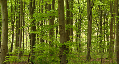 La biomasse et le bois-énergie en 5 questions